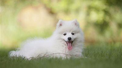 خير أم شر؟.. تفسير رؤية الجرو الأبيض في المنام