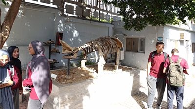  زيارة تعليمية لطلاب معهد الكوزن المصري الياباني إلى المتحف الجيولوجي المصري (صور)