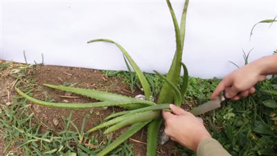 بشرى للعزباء والمتزوجة  .. تفسير رؤية الصبار في المنام