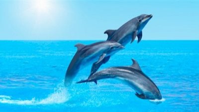 بشارة خير أم علامة شر.. تفسير رؤية الدلفين في المنام
