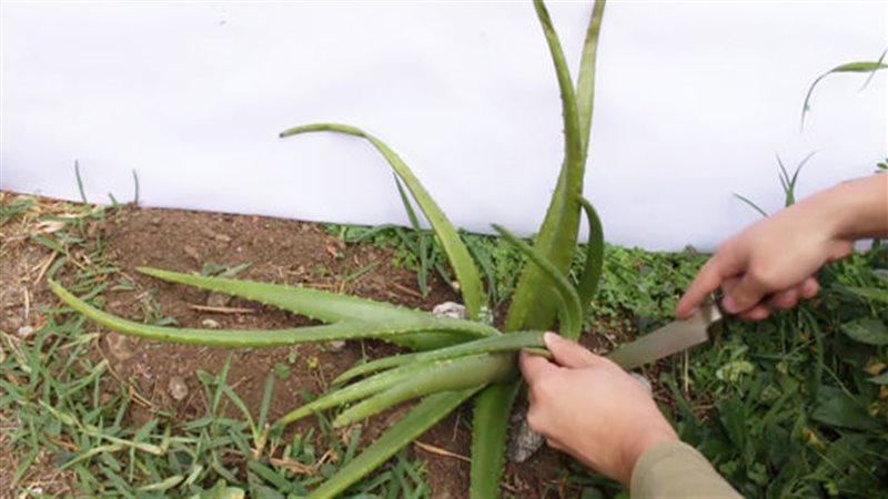 تفسير رؤية الصبار