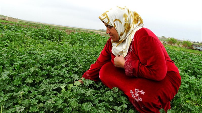 المرأة الريفية