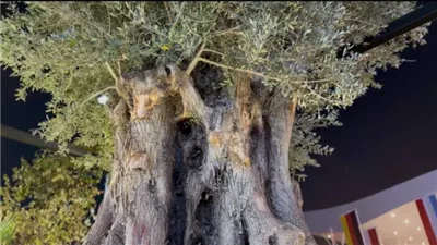 شجرة زيتون عمرها 8 قرون في السعودية.. ما قصتها؟