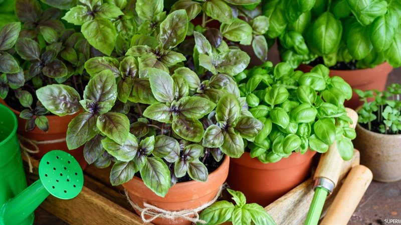 تفسير رؤية الريحان في المنام 