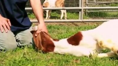  هل يجوز ذبح بقرة واحدة لعقيقة أكثر من طفل؟.. أمين الفتوي يُجيب