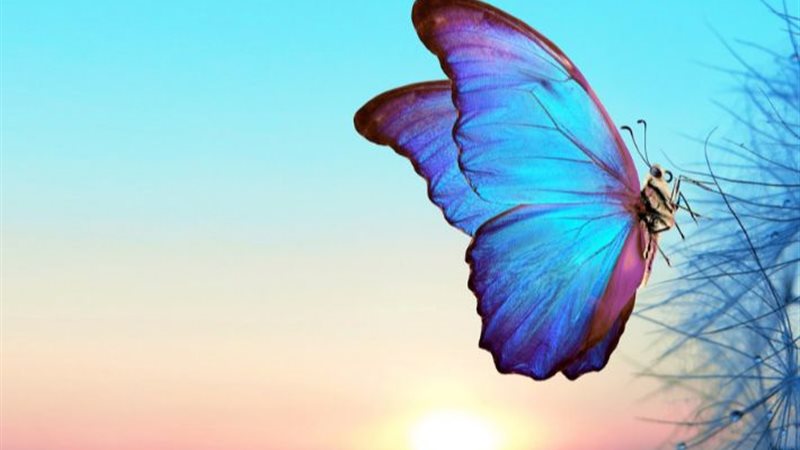 تفسير حلم رؤية الفراشة في المنام