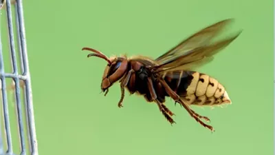 دراسة حديثة: سم النحل يحارب التجاعيد