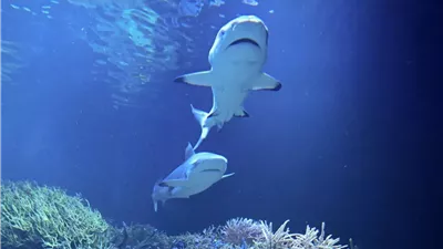 قرش يقتل امرأة ويصيب رجلاً بجروح خطيرة في أستراليا