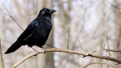 تفسير رؤية الغراب في المنام وعلاقته بالخلافات الزوجية 