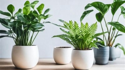 النباتات المنزلية.. سر الطاقة الإيجابية والجمال الطبيعي في منزلك