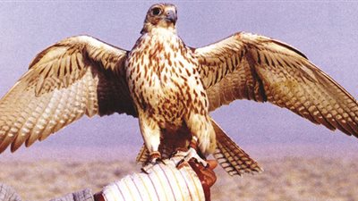 تفسير رؤية الصقر في المنام وعلاقته بالرزق والمكانة المرموقة 