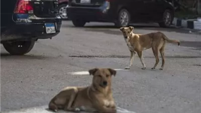 بعد تفاقم أعدادها في الشوارع.. الحكومة تدرس إنشاء مراكز لإيواء الكلاب الضالة