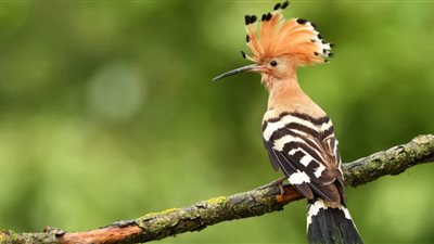 بشارة خير أم علامة شر؟  ..  تفسير رؤية الهدهد في المنام