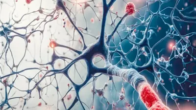 دراسة: الهرمونات الجنسية تضبط الساعة البيولوجية