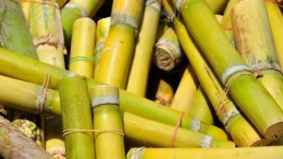 دلالات خير أم شر ؟ .. تفسير رؤية قصب السكر في المنام