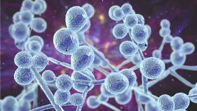 فطر قاتل مقاوم للأدوية ينتشر عالميا