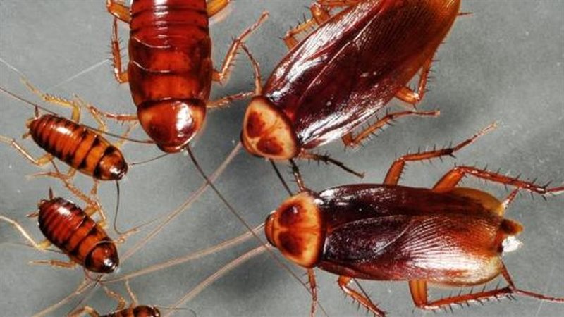 تفسير رؤية الصراصير