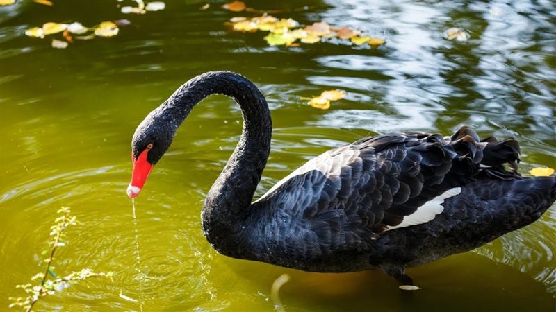 تفسير رؤية البجعة في المنام