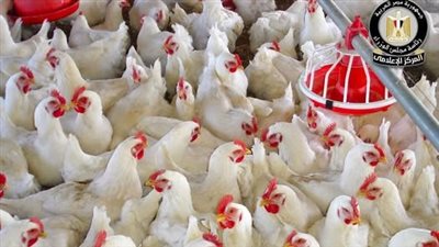 مجلس الوزراء يوضح حقيقة ظهور فيروس إنفلونزا الطيور بمزارع الدواجن