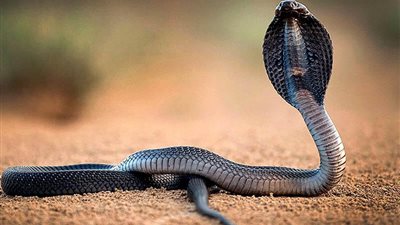  تفسير رؤية الثعبان الأسود في المنام للعزباء والمتزوجة والحامل 