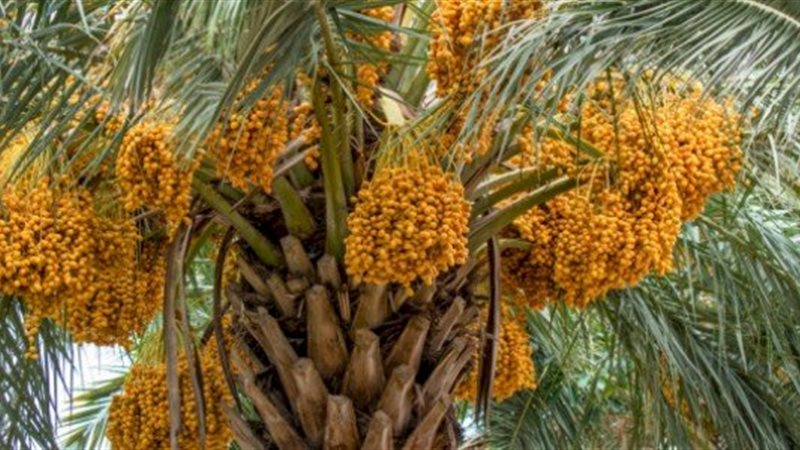 تفسير رؤية النخل في المنام