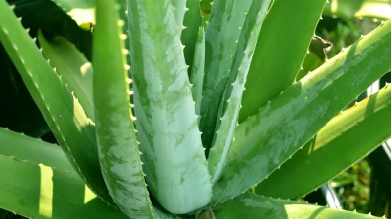 تفسير رؤية الصبار في المنام