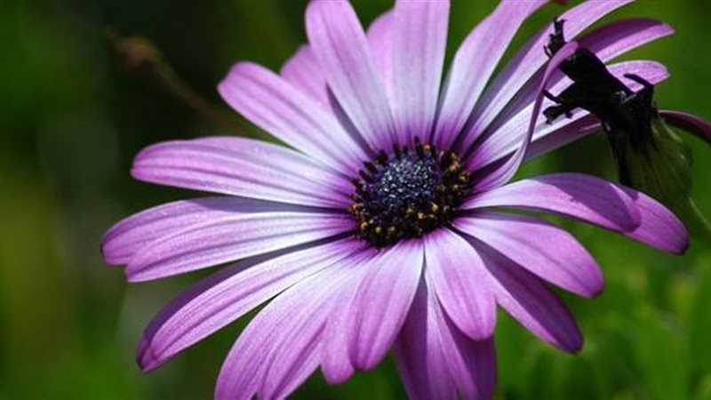 زهرة البنفسج