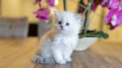 تفسير رؤية القط الأبيض في المنام للعزباء والمتزوجة 