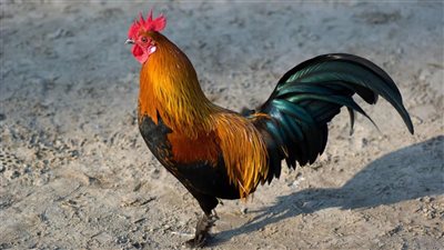 تفسير رؤية الديك الرومي في المنام وعلاقته بسماع الأخبار السارة 