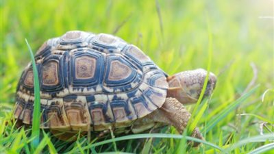 بشارة خير أم علامة شر؟  .. تفسير رؤية السلحفاة في المنام