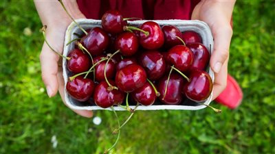 بشارة خير أم علامة شر؟  .. تفسير رؤية الكرز في المنام لابن سيرين