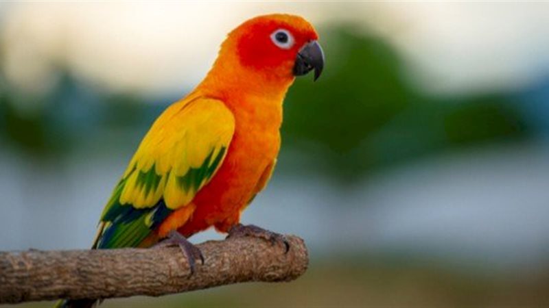 تفسير رؤية البغبغان في المنام