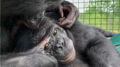 قرد يتخيَّل عصيراً غير موجود... والعلم يُراجع أفكاره