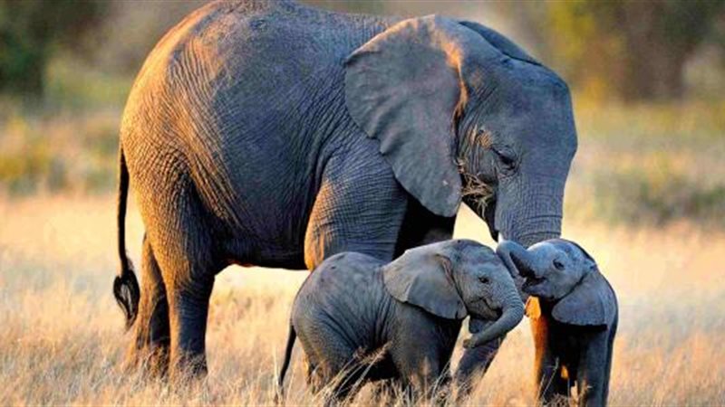 تفسير رؤية الفيل في المنام