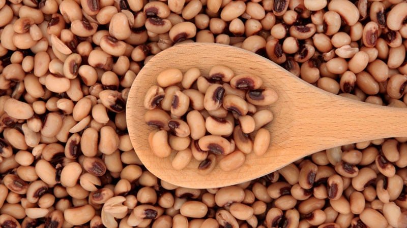 تفسير رؤية اللوبيا في المنام