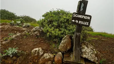 لم تعد مختبئة.. العلماء يحدّدون بؤر العقارب السامَّة بدقّة