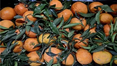 دراسة تنجح في استخلاص نباتي صديق للبيئة