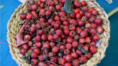 دراسة حديثة: مستخلص الزعرور يقلل دهون الكبد