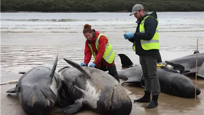 نفوق جماعي لـ55 من الحيتان الطيارة بسبب «ولائها» لقطيعها