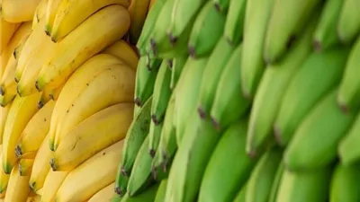 طبيب يحذر هذه الفئات من تناول الموز