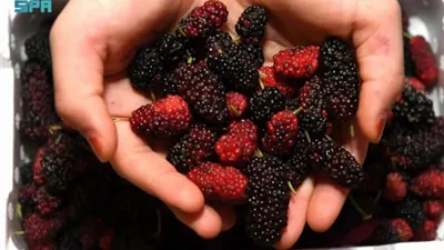 10 أهداف وآليات سعودية لتعزيز الغذاء وجودة الحياة