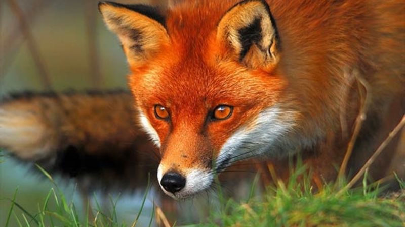 تفسير رؤية الثعلب في المنام