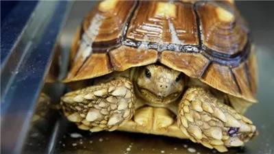 اكتشاف سلحفاة عملاقة نادرة في مصر