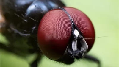 ذباب لاسع يغزو كاليفورنيا