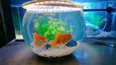 تفسير رؤية حوض السمك في المنام  وعلاقته بالأحزان والهموم