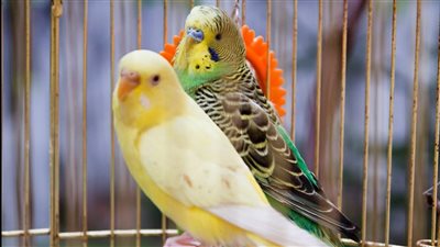  هل تجارة وتربية طيور الزينة حرامٌ شرعًا؟ .. الإفتاء تُجيب