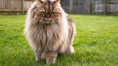 دراسة: القطط تصاب بالخرف مثل البشر