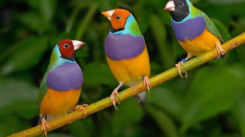 تفسير رؤية العصفور في المنام