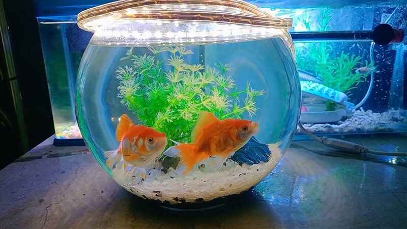 تفسير رؤية حوض السمك في المنام