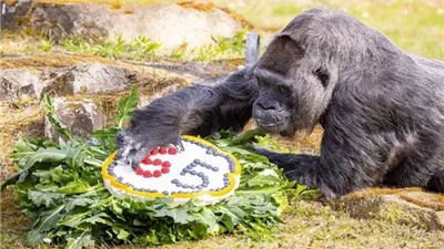 أكبر غوريلا في العالم تحتفل بعيد ميلادها الـ69